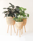 Three different sized, light colored rattan basket plant holders, each standing on three wooden legs. Each basket sold separately.