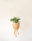 Three different sized, light colored rattan basket plant holders, each standing on three wooden legs. Each basket sold separately.