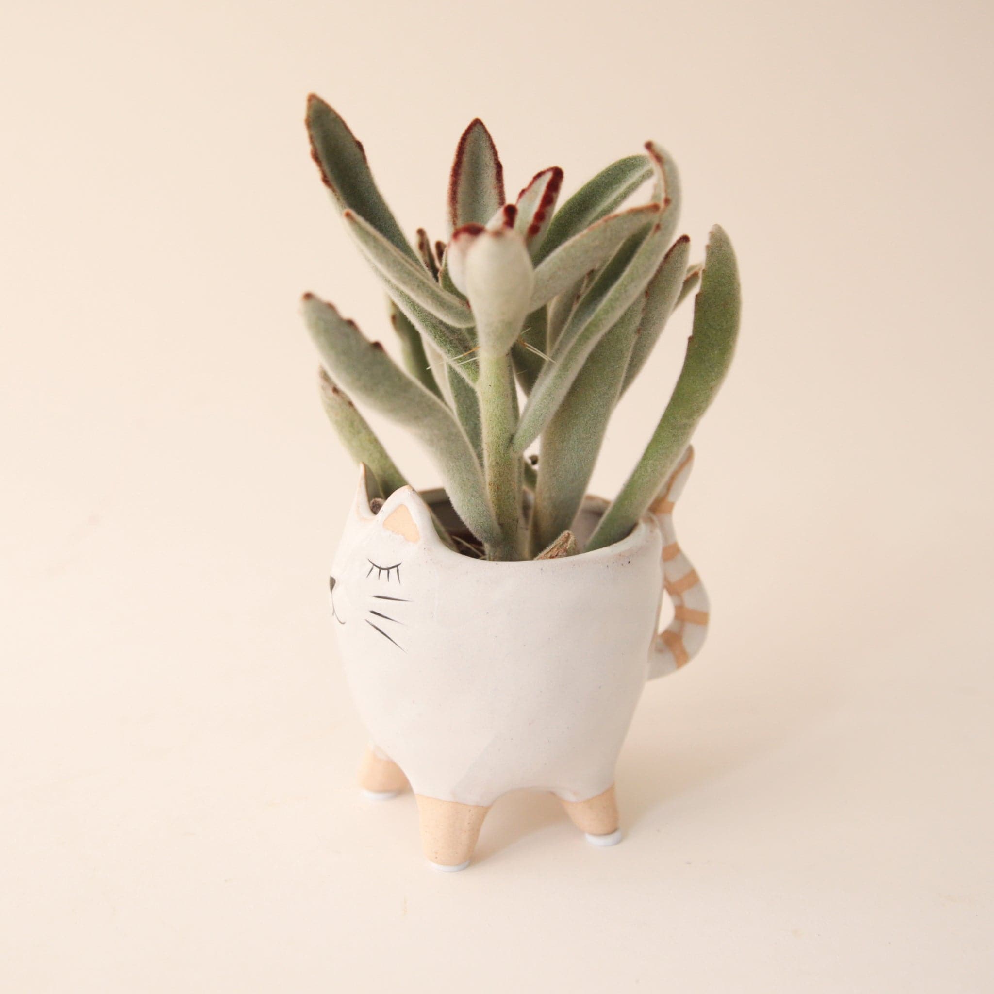 a small white planter shaped as a cat with a painted cat face and tail. vase is holding a soft green succulent.