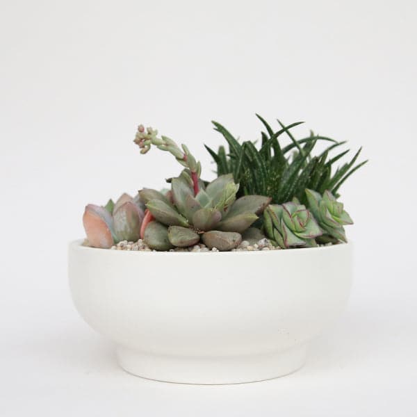 In front of a white background is a white pedestal bowl. The bowl is wide with a short pedestal bottom. Inside the bowl is a succulent and cacti arrangement. 