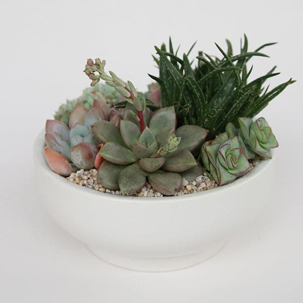 In front of a white background is a white pedestal bowl. The bowl is wide with a short pedestal bottom. Inside the bowl is a succulent and cacti arrangement. 