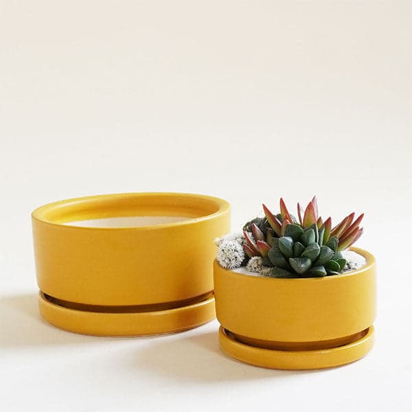 On a white background is a mustard yellow ceramic bowl that has a low-profile with a removable trays for watering. 