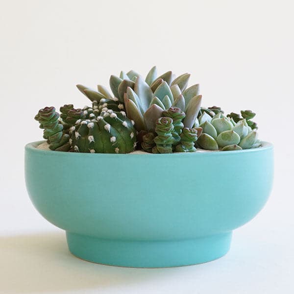 In front of a white background is a bright blue pedestal bowl. The bowl is wide with a short pedestal bottom. Inside the bowl is a succulent and cacti arrangement.