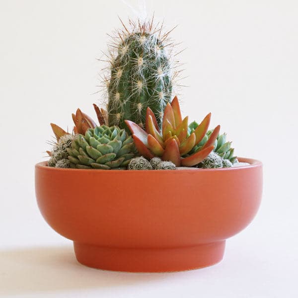 In front of a white background is a rust colored pedestal bowl. The bowl is wide with a short pedestal bottom. Inside the bowl is a succulent and cacti arrangement.