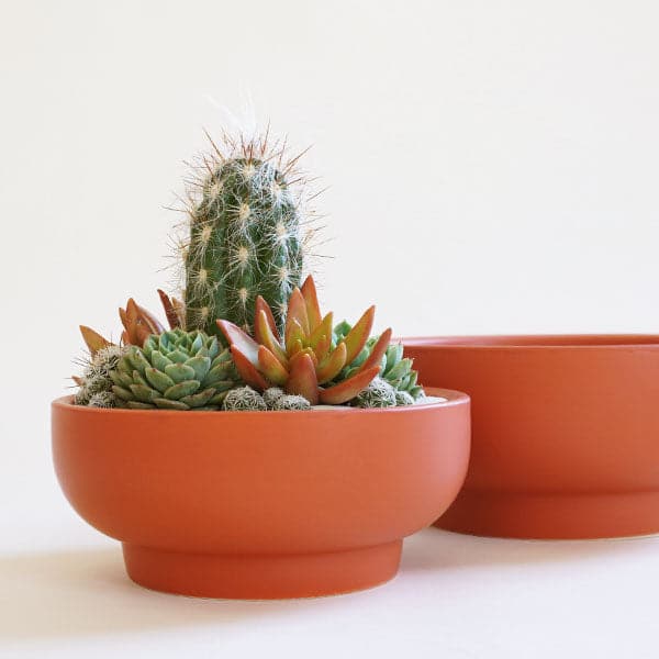 In front of a white background is a rust colored pedestal bowl. The bowl is wide with a short pedestal bottom. Inside the bowl is a succulent and cacti arrangement. Behind this bowl is an empty rust colored pedestal bowl.