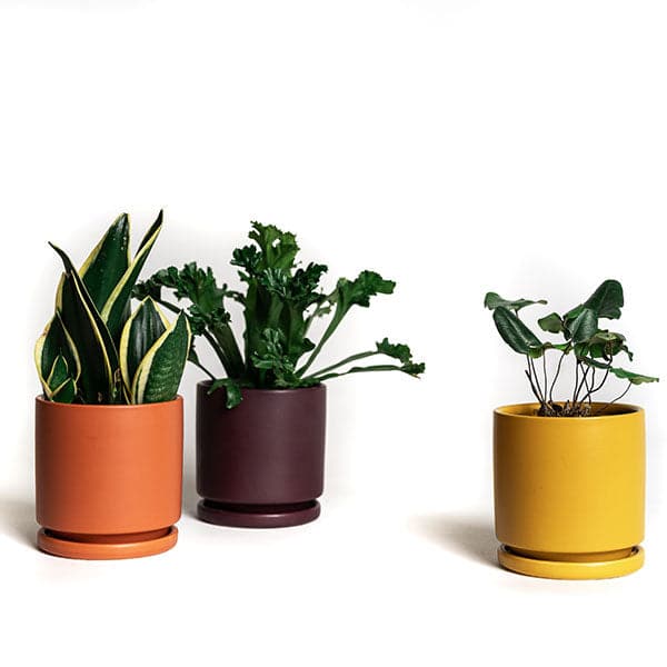 On a white background is three different colored ceramic planters with removable trays for watering. There is a mustard yellow pot, an orange and a dark purple. 