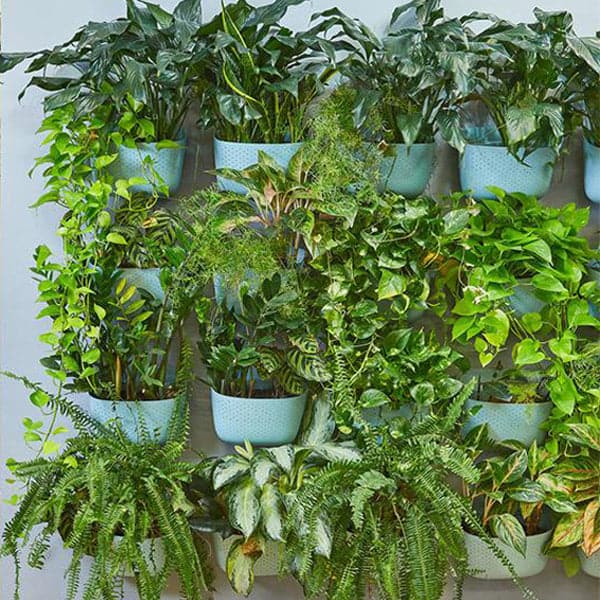 The living wall planter in the light blue spa color filled with a variety of house plants. 