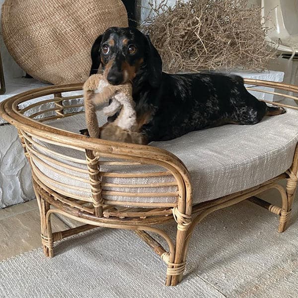 On a tan floor is a rattan dog bed. The dog bed is an oval shape with six rattan legs on the bottom. Inside the bed is a light gray bed cushion. Sitting inside the dog bed is a black and gray dash hound holding a tan stuffed animal in his mouth. 