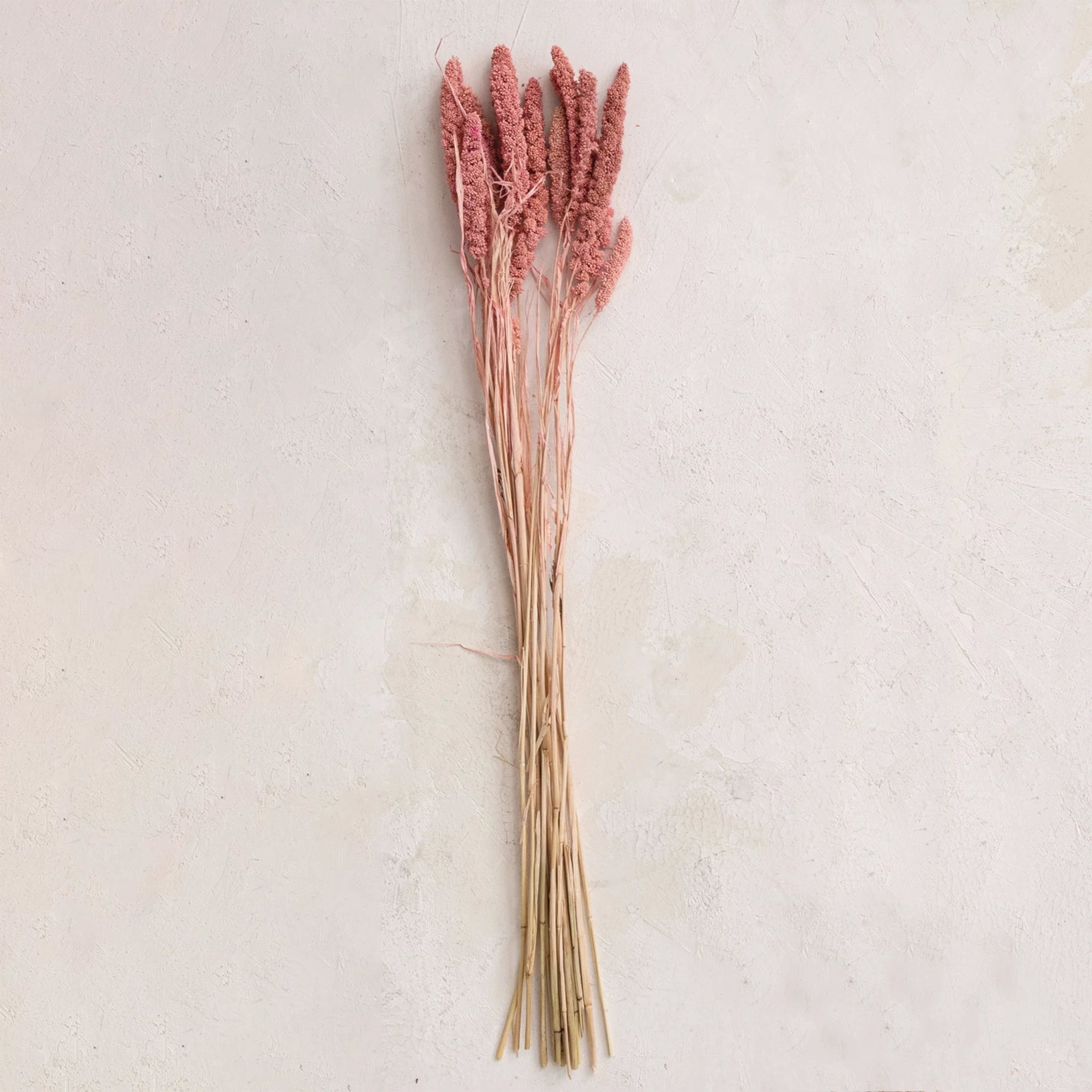 A bundle of dried foxtail florals in a pink shade.